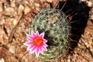 Arizona_Desert_Cactus_Flower_(210234767)