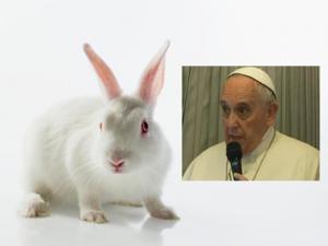 Between Rabbits and Contraception